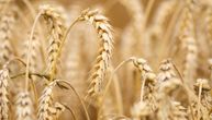 Dobre vesti iz Ukrajine: Biće žitarica
