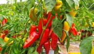 Zacrvenele se paprike u selima: Dobrica ubire plodove odličnog kvaliteta, potražnja i za filetima