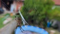 "Prvi put u životu sam video tako velikog pauka": Posle Palanke, "osoliki" primećen i u Umčarima