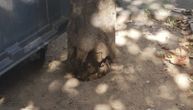 Seče se stablo javora u Nebojšinoj ulici: Trulo je i opasno za okolinu