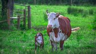 Krava otelila 4 teleta u domaćinstvu Glišića: Sada glavni zadatak da ishrane teliće