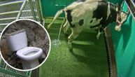 Uče krave da idu u poseban toalet da bi smanjili emisiju gasova koji izazivaju efekat staklene bašte