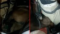 Uhapšen zbog krijumčarenja konja: Prevozio ih jednog po jednog na zadnjem sedištu auta