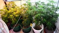 Otkrivena laboratorija za uzgoj marihuane u Nišu: Osumnjičeni čuvao 63 stabljiki konoplje u kući