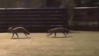 Nesvakidašnja scena u Velikom parku u Užicu: Lisice trčkaraju i igraju se kao da je njihov termin