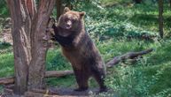 Nesvakidašnja scena u BIH: Medved snimljen pored puta kako jede šljive