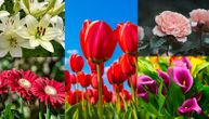Ljubitelji cveća mogu uživati širom Evrope: Izložbe i festivali u najlepšim bojama