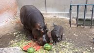 Obožava lubenice ko mama, a posle ručka mora da prilegne: Posetili smo bebu nilskog konja u Beo zoo-vrtu