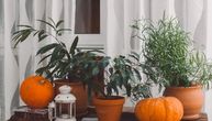 10 biljaka koje bi trebalo da unesete u kuću tokom jeseni i zime: One ne trpe veliku hladnoću