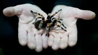 Šta znači sanjati pauka: 10 stvari koje bi vaš san o malom zglavkaru mogao da vam poruči
