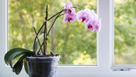 Kako da cvetovi orhideje što duže opstanu: Cvećarka otkriva trik pomoću kog će biti raskošni nedeljama