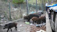 Rimljani žive u paničnom strahu od divljih svinja, stručnjaci tvrde: Vraćanje vukova bi rešilo problem