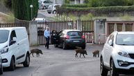 Sve više saobraćajnih nesreća u BIH izazivaju divlje svinje: Vozači se bune, žičana ograda ne pomaže