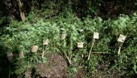 Pao diler u Prokuplju: Policija ga zatekla u zasadu biljaka i pronašla 32 kg indijske konoplje