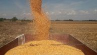 Ukupni izvoz nam skočio skoro 30 odsto: Cene kukuruza i soje pale, pšenica poskupela