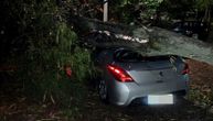 Trulo drvo palo na automobil na Košutnjaku: Srećom izbegnuta tragedija