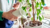 Kako da vaše biljke budu čvrste, bujne i otporne na bolesti: Ova tečnost učiniće čuda za cveće