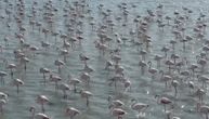 I oni imaju dušu: Flamingosi okupirali jezero, došli ​da se odmore, pre nego što prelete pola sveta