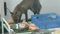 Uhvaćena lisica koja je harala u čačanskoj bolnici: Šetkala se, pa upala u zamku
