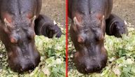 Drugi je jelovnik, ali beba nilskog konja u Beo zoo vrtu još ne mrda od mame: Najslađi prizori danas