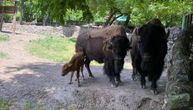 Prvi put u istoriji palićkog Zoo vrta: Rođena beba teška 100 kg, na svet došlo mladunče bizona