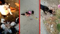 Đubretari izvadili štence iz plastične kese i spasli ih sigurne smrti: Kučići ostavljeni u smeću