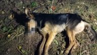 Uznemirujuć snimak otrovanog psa u Sokobanji: Trovača jure mesecima, preti mu i zatvor
