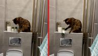 Mačak odlučio da zapuši wc šolju i misli se u sebi: "Sigurno neće pogoditi da sam to bio ja"