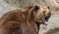Užas u zoološkom vrtu: Majka ćerku (3) bacila u kavez sa medvedima