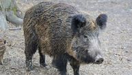 Saobraćajna nesreća u Grčkoj: Sudario se voz sa divljim svinjama