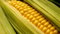 Pad pšenice, soje i kukuruza: Ovo su aktuelne cene po kilogramu