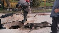 U kanalizaciju u Mrčajevcima bačena mrtva svinja: Teška preko 100 kg, poplavljeno dvorište