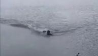 Uznemirujući snimak: Zgrabio ga aligator dok je plivao u jezeru, svedok sve zabeležio
