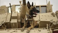 Austrijska vojska obučila dva psa da nanjuše korona virus: Procenat uspešnosti iznad 80 odsto