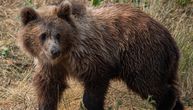 Medved prošetao sa mladunčetom između kuća kod Tomislavgrada: "Neka ga, ovaj je domaći, naš"