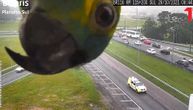 Hit snimak saobraćajne kamere: Vidi autoput, vidi papagaj