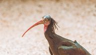 Extremely rare bird, bald ibis, returns to this part of Europe after four centuries