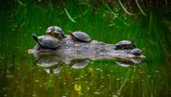 3.000 mladunaca kornjača pušteno u divljinu Amazona: Ranjivu vrstu ugrožavaju ljudi