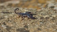 Najezda škorpiona u Egiptu: Od uboda umrlo troje, povređeno 450 ljudi
