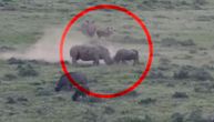 Neobičan orkšaj u južnoafričkom rezervatu: Sukobili se nosorog i bizon, imali su i publiku