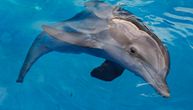 Neverovatan snimak: Jato delfina spasilo čoveka od velike bele ajkule