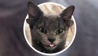 Mačka sa dva para ušiju osvojila Instagram preko noći i postala "influenser"