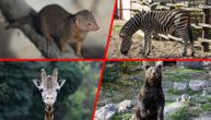 Ušli smo u ozloglašeni Zoo vrt na Paliću: Potražili smo istinu o nestalim lavićima i mrtvim jelenima