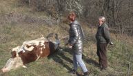 "Ovo je sramota za Srbiju": Kravi upucanoj kod Priboja ne mogu da izvade metak. Ona se bori, boli je