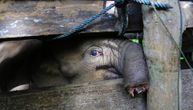 Potresan prizor: Beba slona ostala bez pola surle zbog lovokradica, uginula nakon teške borbe