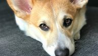 Ekstremne mere protiv korone u Kini: Psa ubili metalnom šipkom dok su dezinfikovali stan zaražene vlasnice