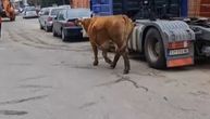 "Gospođa izašla u šetnju": Jedna preslatka krava vrckala putem u Sjenici na pijačni dan