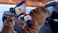 Borba oko volana: Tigar psa izbacio iz kola i pokazao da je šoferčina
