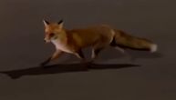 Neverovatan prizor na Autokomandi: Lisica trčkara ulicama, vozači zbunjeni