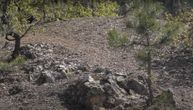 Jedinstveni prirodni fenomen na brdu kod Kraljeva: Drveće koje "je postalo" kamen